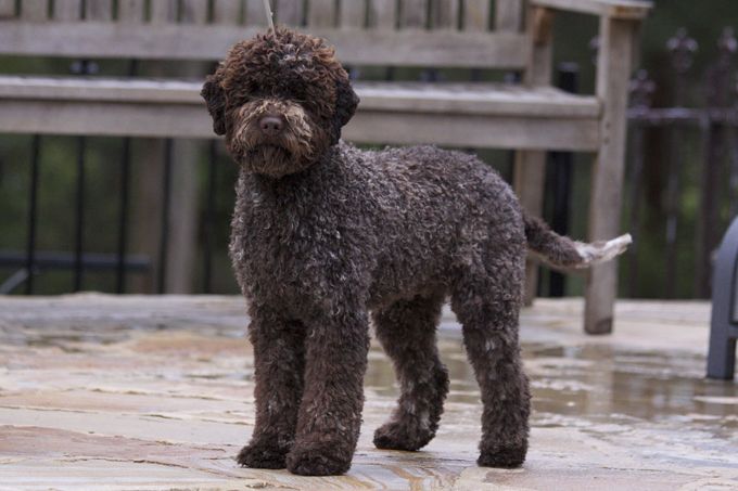 Lagotto 2024 dog breeders